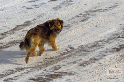 В Косинском районе суд взыскал компенсацию с хозяина собаки, которая покусала маленькую девочку