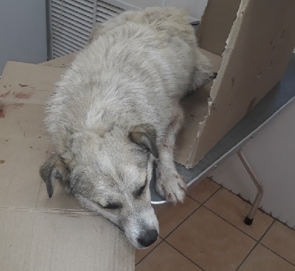 В Лысьве водитель трижды наехал на бездомную собаку и скрылся 