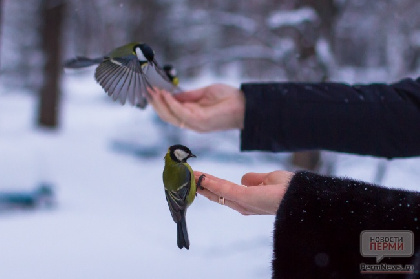 2025 год в Перми станет самым тёплым за всю историю метеонаблюдений