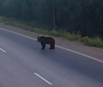 На автомобильной трассе в Коми гулял медведь