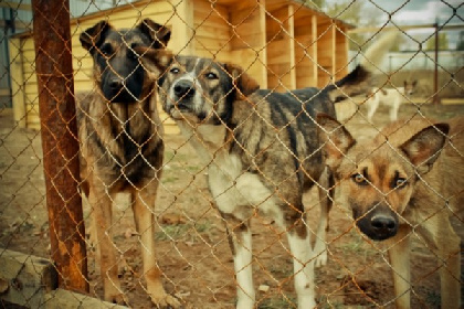 В Перми новый приют для собак построили с нарушениями