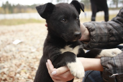 С начала года в Перми отловили больше двух тысяч бездомных собак