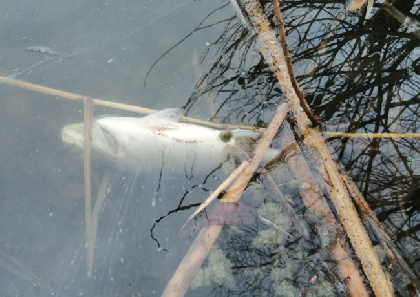 В Кунгуре в Кротовском озере погибла рыба