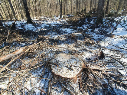 В Осе два строителя вырубали лес, когда у них заканчивался пиломатериал