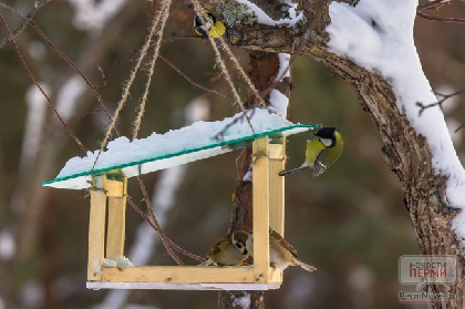 Горожан призвали правильно подкармливать зимующих птиц
