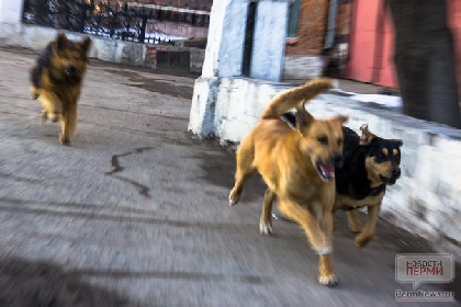 В Перми собака возле школы покусала детей