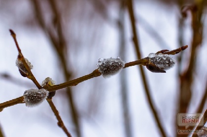 Дожди и мокрый снег: в Прикамье ожидается теплая, но сырая неделя