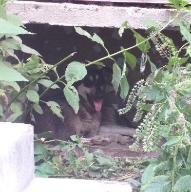 В Красновишерске собаке отрубили лапу