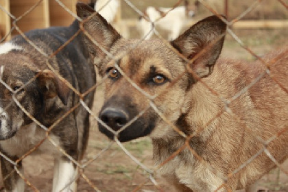 В Перми в частном приюте для животных нашли нарушения
