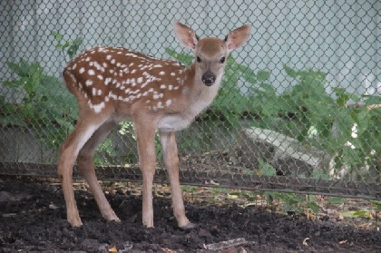 В пермском зоопарке родились пятнистые оленята