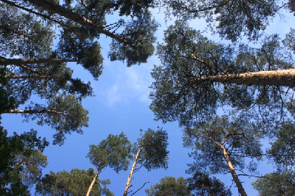 В Пермском крае прокуратура предотвратила незаконную вырубку в защитных лесах