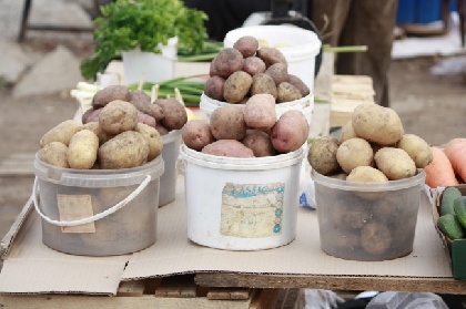 В Прикамье картофель подорожал в 1,5 раза