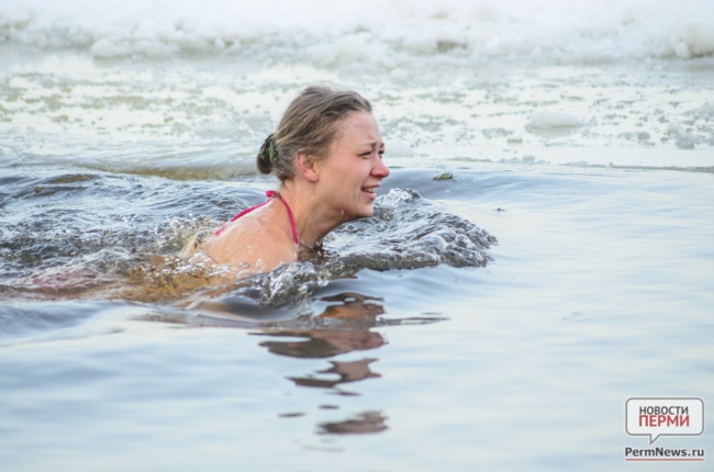 моржи пермь. моржи перми. плавала с касатками в ледяной воде. моржевание пермь. морж в воде.