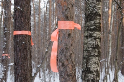 7 ноября лес за ДКЖ освободят от «защитных лент»