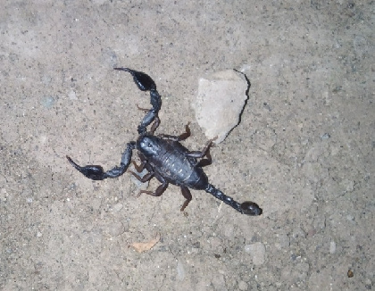 Жители Чернушки встретили на детской площадке черного скорпиона