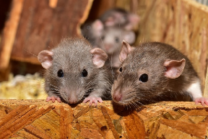 С 20 апреля в Перми начнут травить крыс и мышей