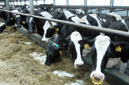 В Пермском крае приставы арестовали 1100 коров