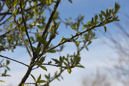 В Прикамье сезон аллергии начался на три недели раньше