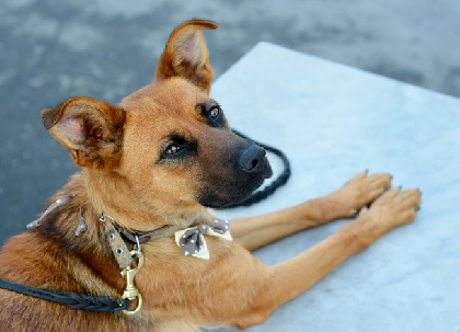 В Перми полиция будет сопровождать ловцов бездомных собак 