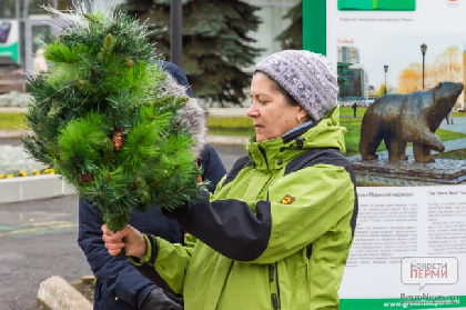 В Прикамье начали работать елочные базары