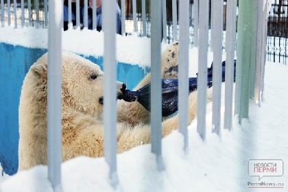 В пермском зоопарке провели «День белых медведей»