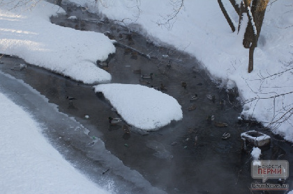 В Перми неизвестные слили мазут в речку, из-за этого погибли утки