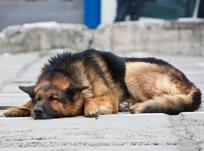 В Пермском округе владелец кавказской овчарки заплатил компенсацию в 97 тысяч рублей
