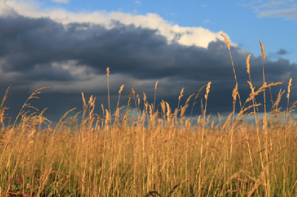 Россельхознадзор выявил нарушения при посеве 74,8 тонн зерна в Пермском крае