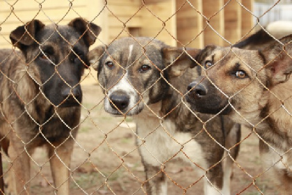 Суд в Перми приостановил работу приюта для животных «Станция скорой помощи» за многочисленные нарушения