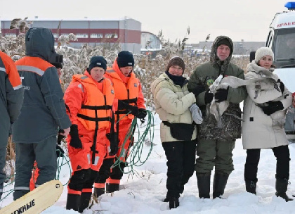 С территории Пермской ТЭЦ-9 спасли выводок лебедей