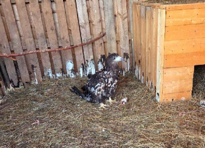 Из пермского приюта изъяли краснокнижного орлана-белохвоста
