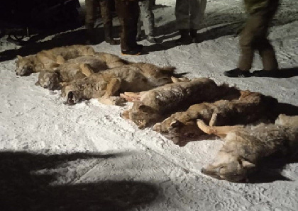 В Нытвенском районе уничтожили стаю волков