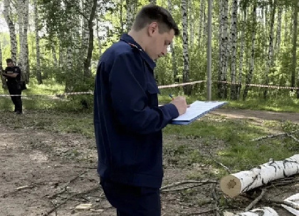 СК возбудил уголовное дело после гибели 16-летней девушки от падения дерева в Чайковском