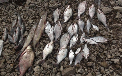 Браконьеры из Ижевска отделались штрафами за ловлю сетями в нерест на Каме под Чайковским