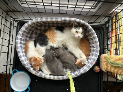 В Перми бездомная кошка сама пришла к приюту для животных