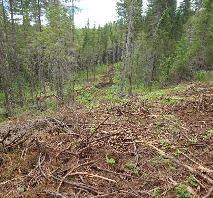 Прикамец незаконно вырубил лес на 1,5 млн рублей