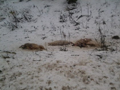 В Прикамье у дороги нашли разлагающиеся трупы свиней 