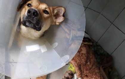 В Перми спасают жизнь собаки, которую избили до полусмерти в Чернушке