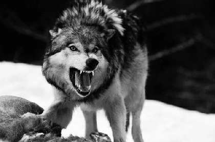Прикамским охотникам будут выплачивать по 10 тысяч за убитого волка