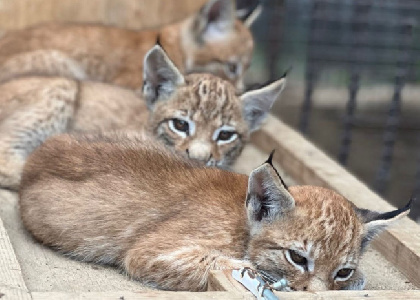 В Чусовом на улицах замечена рысь с выводком