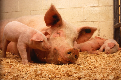 В поселке Звездный зарегистрирована третья вспышка африканской чумы свиней