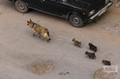 В Пермском крае отловленных собак держат в тесных ящиках и не кормят