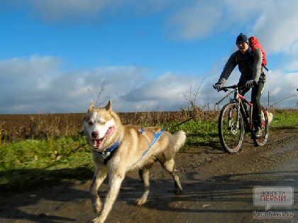 «Собачий» бюджет: как спланировать расходы на питомца