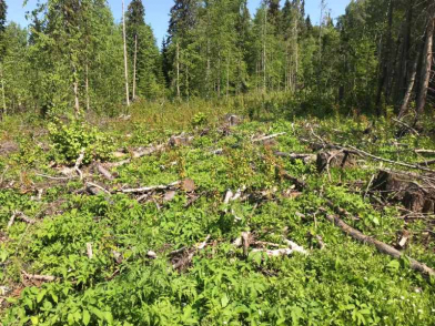 Прикамец вырубил деревья на 1,5 млн рублей