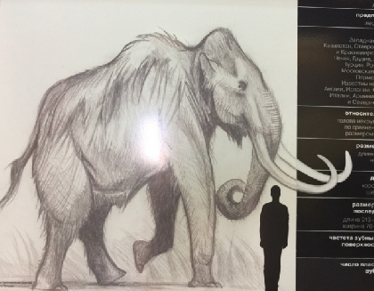 В Прикамье ученые нашли еще одну кость трогонтериевого слона