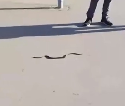 В Перми на улице Героев Хасана ползала экзотическая змея