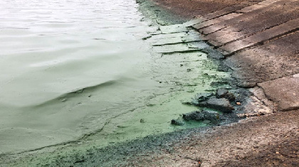 В Добрянке позеленела вода в Каме