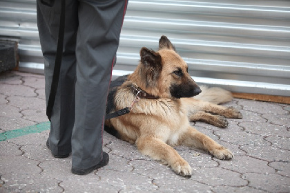 В Оханске полицейские нашли пенсионера, который упал на тропе и не мог подняться
