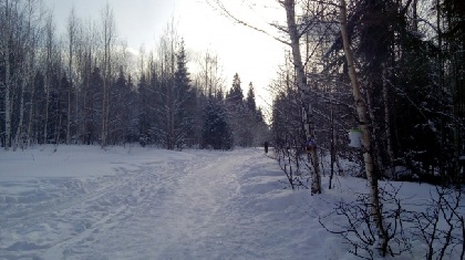 В Пермском крае идет охота на волков