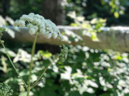 Суд обязал владельца участка в Осинском округе пять лет подряд уничтожать борщевик